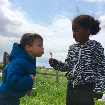 Paardenbloempluisje 0